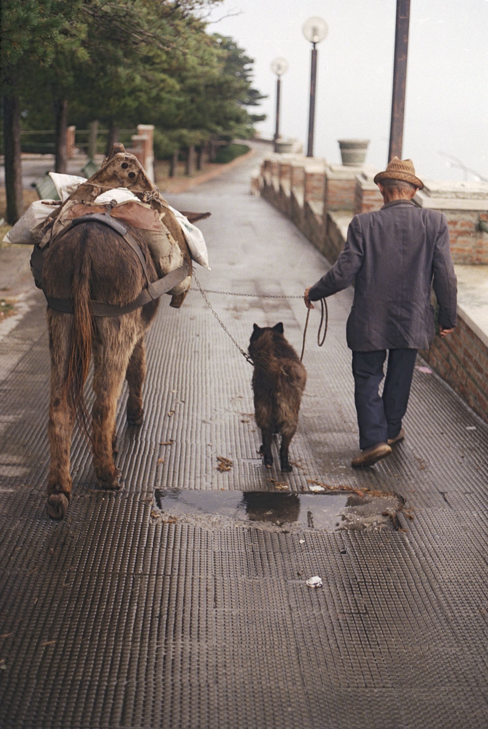 A shepherd walking by Belvedere with his dog and mule or horse